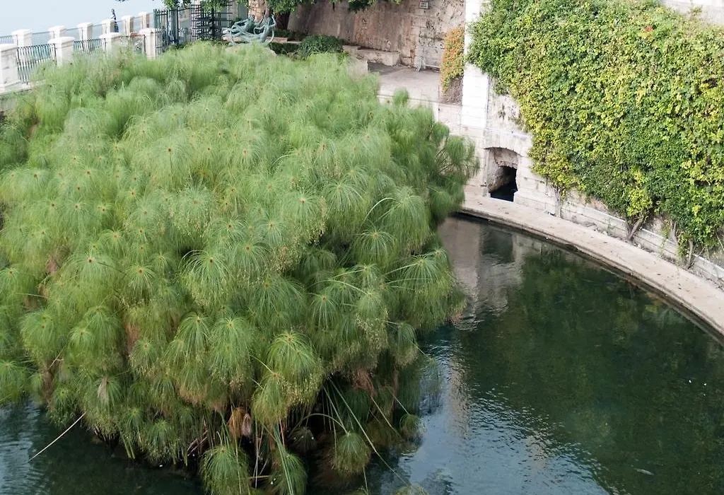 Rosa di Ortigia-1